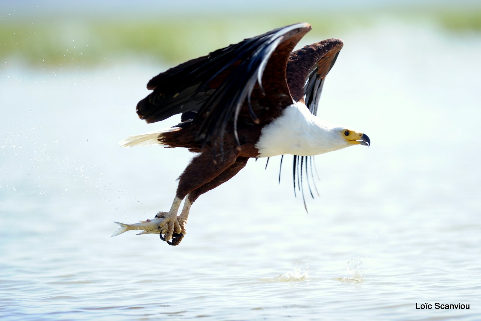 Aigle vocifère/African Fish Eagle (9)