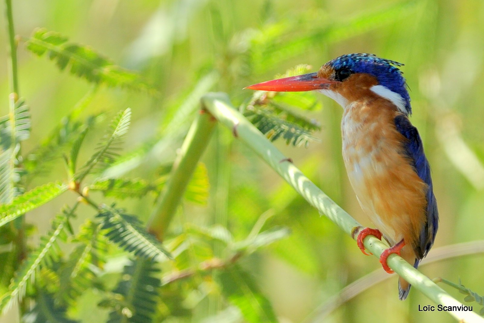 Martin-pêcheur huppé/Malachite Kingfisher (3)
