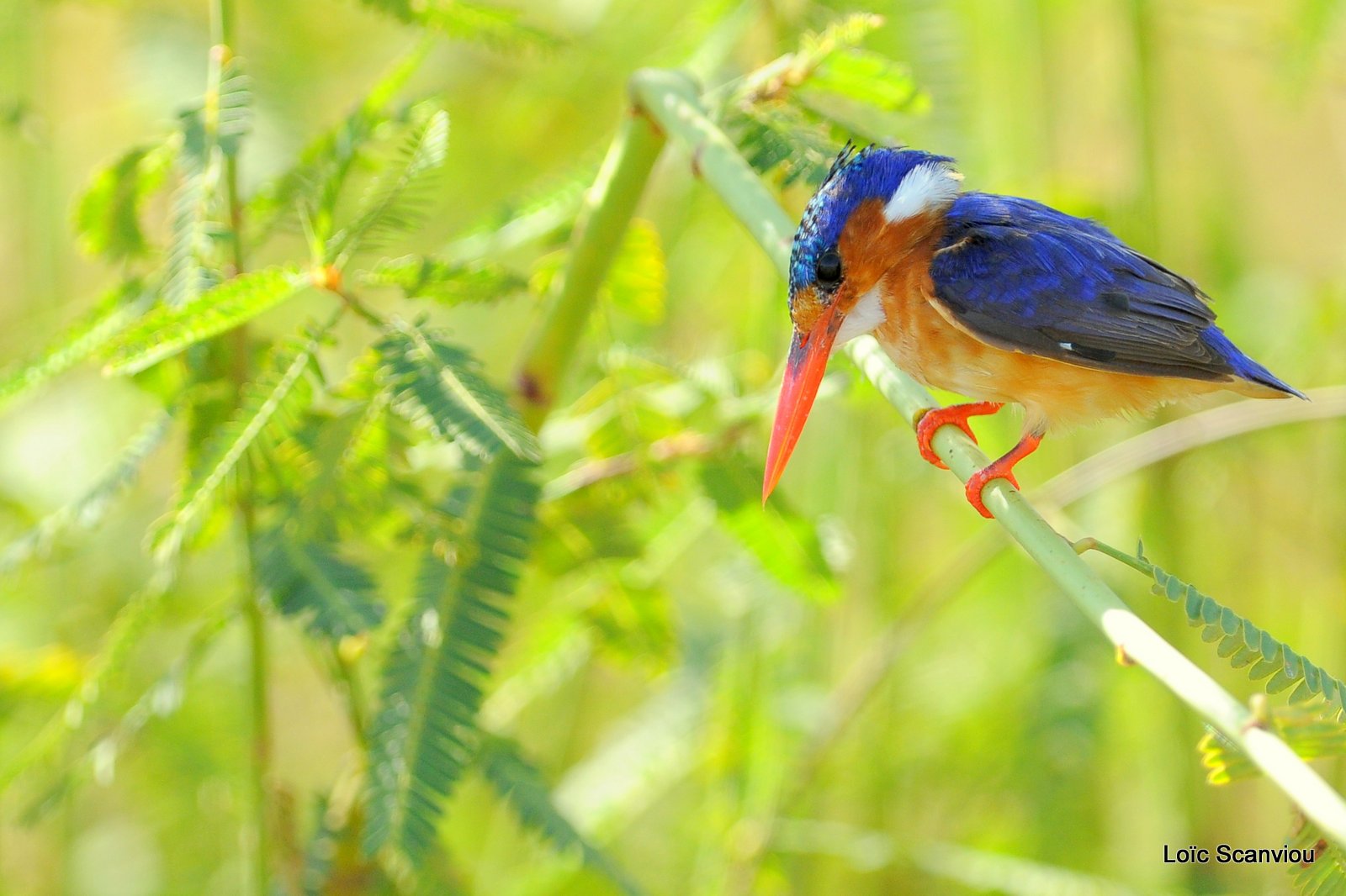 Martin-pêcheur huppé/Malachite Kingfisher (4)