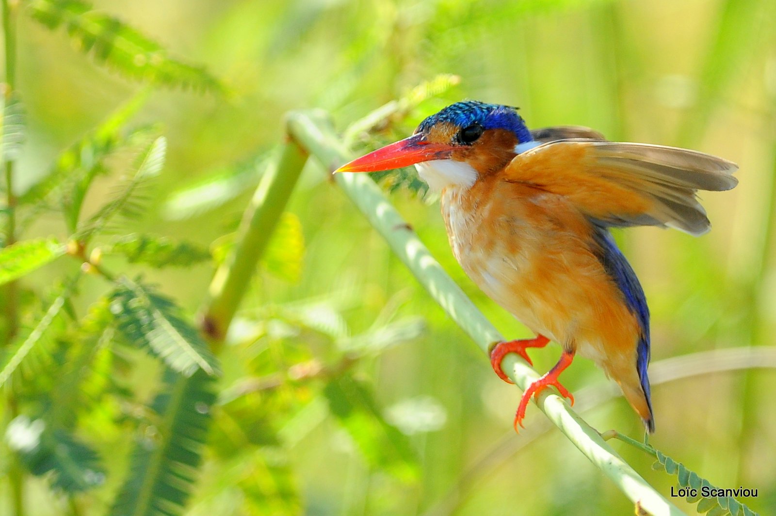 Martin-pêcheur huppé/Malachite Kingfisher (5)