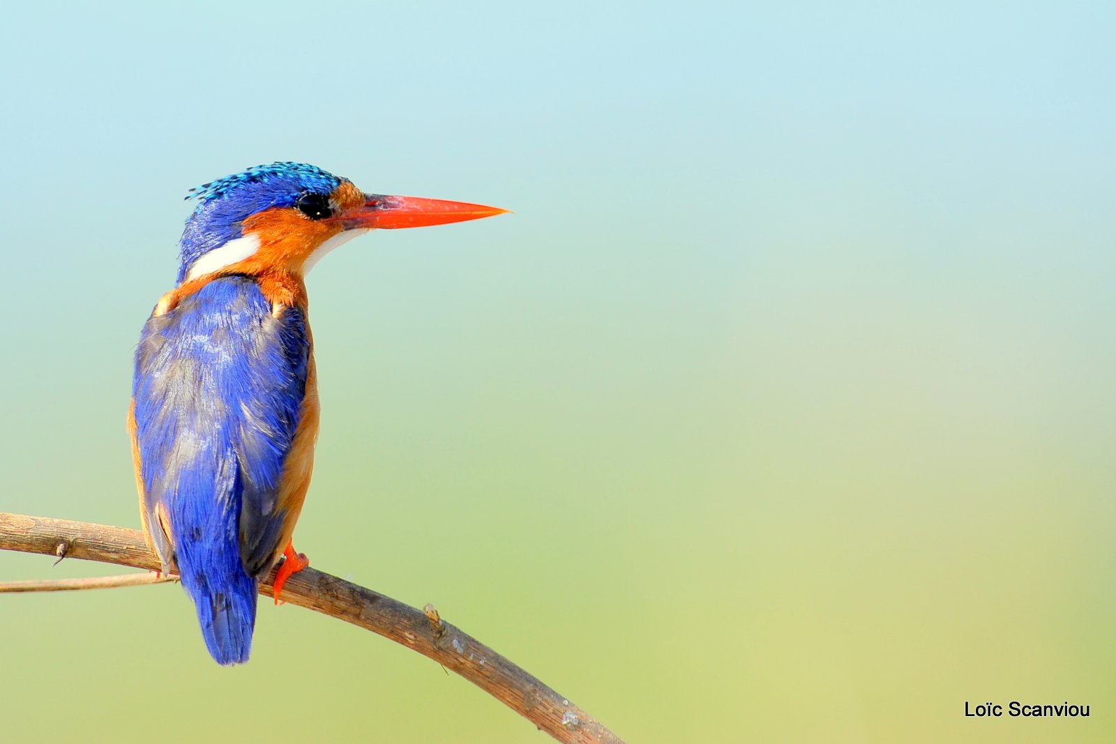 Martin-pêcheur huppé/Malachite Kingfisher (7)