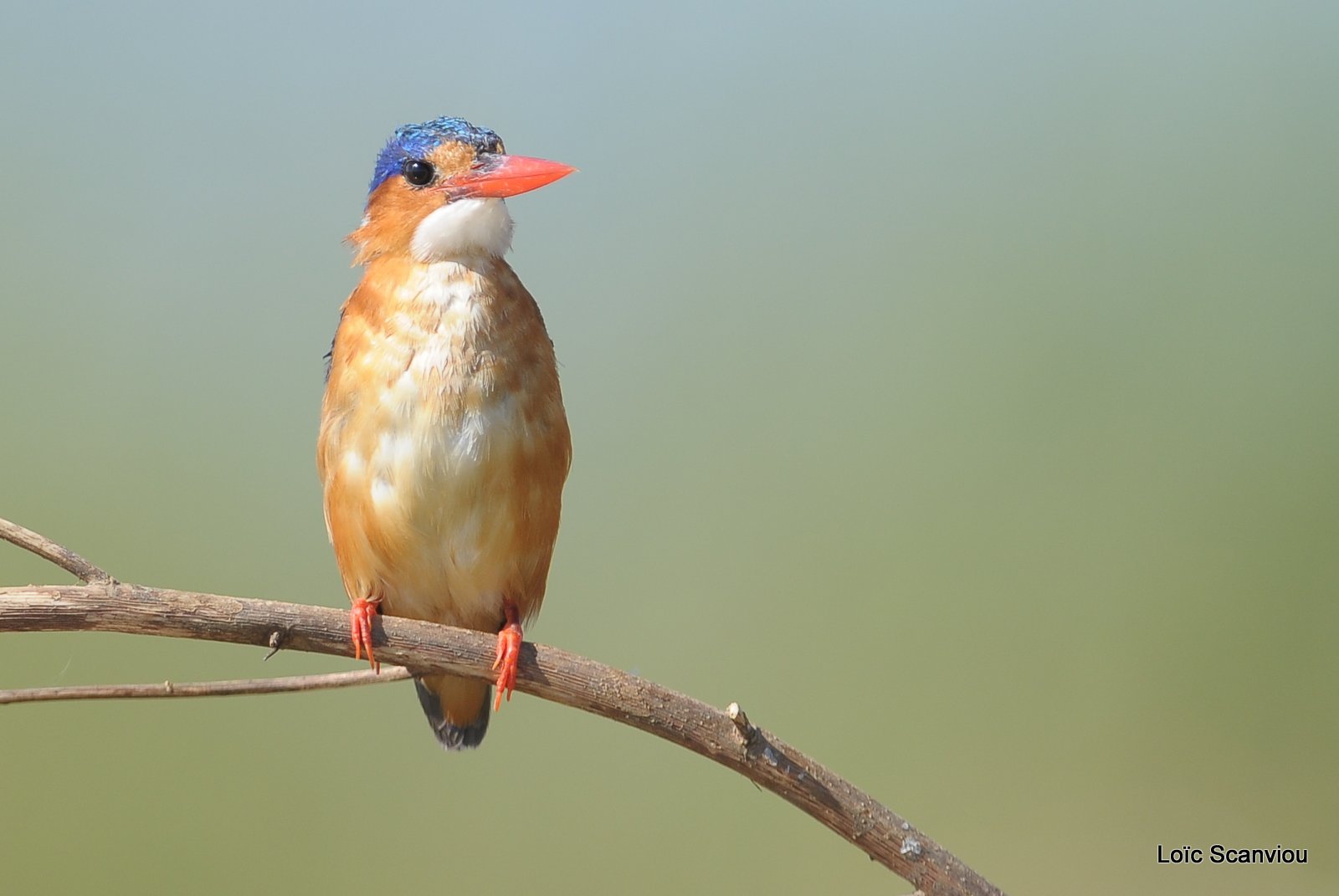 Martin-pêcheur huppé/Malachite Kingfisher (8)