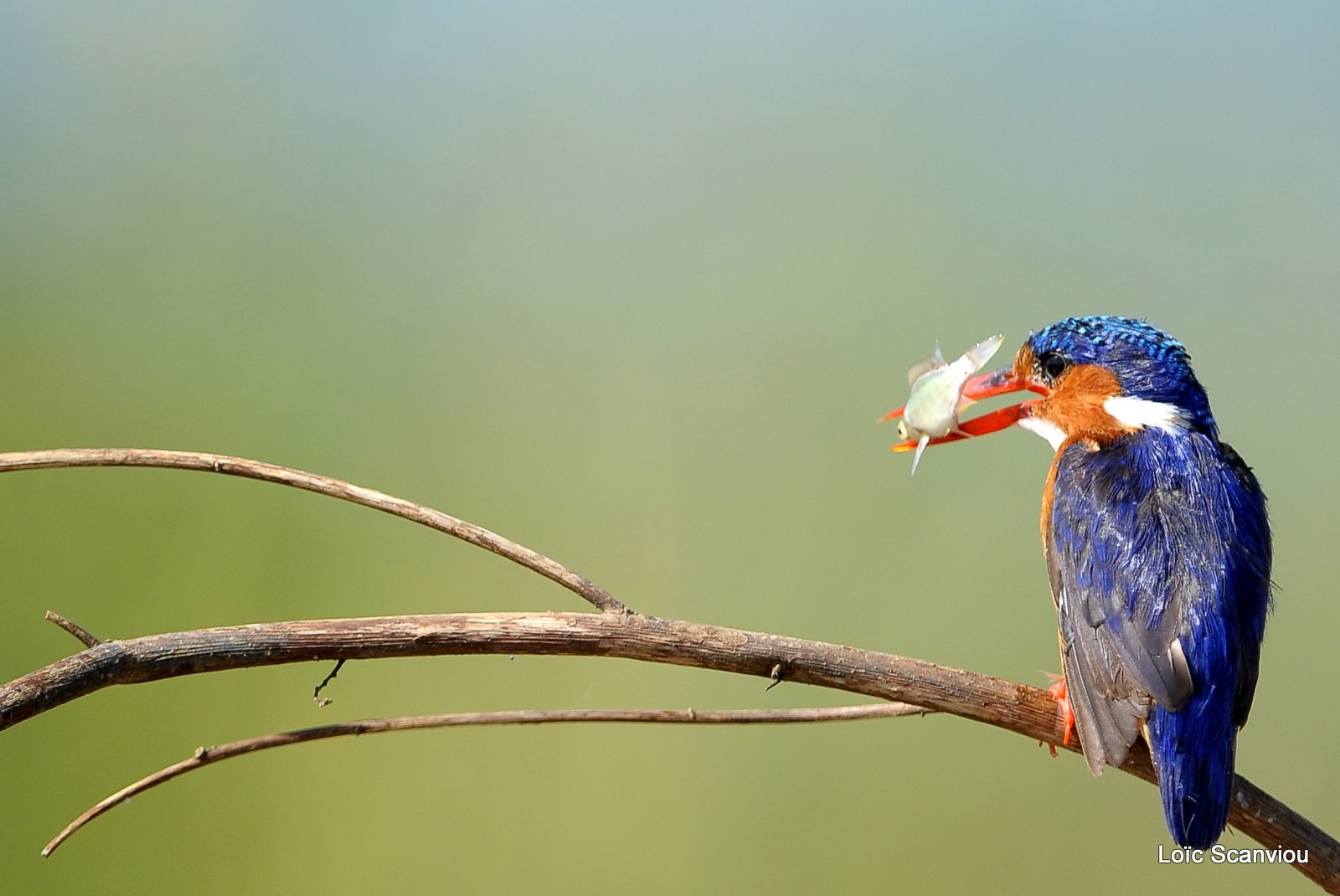 Martin-pêcheur huppé/Malachite Kingfisher (9)