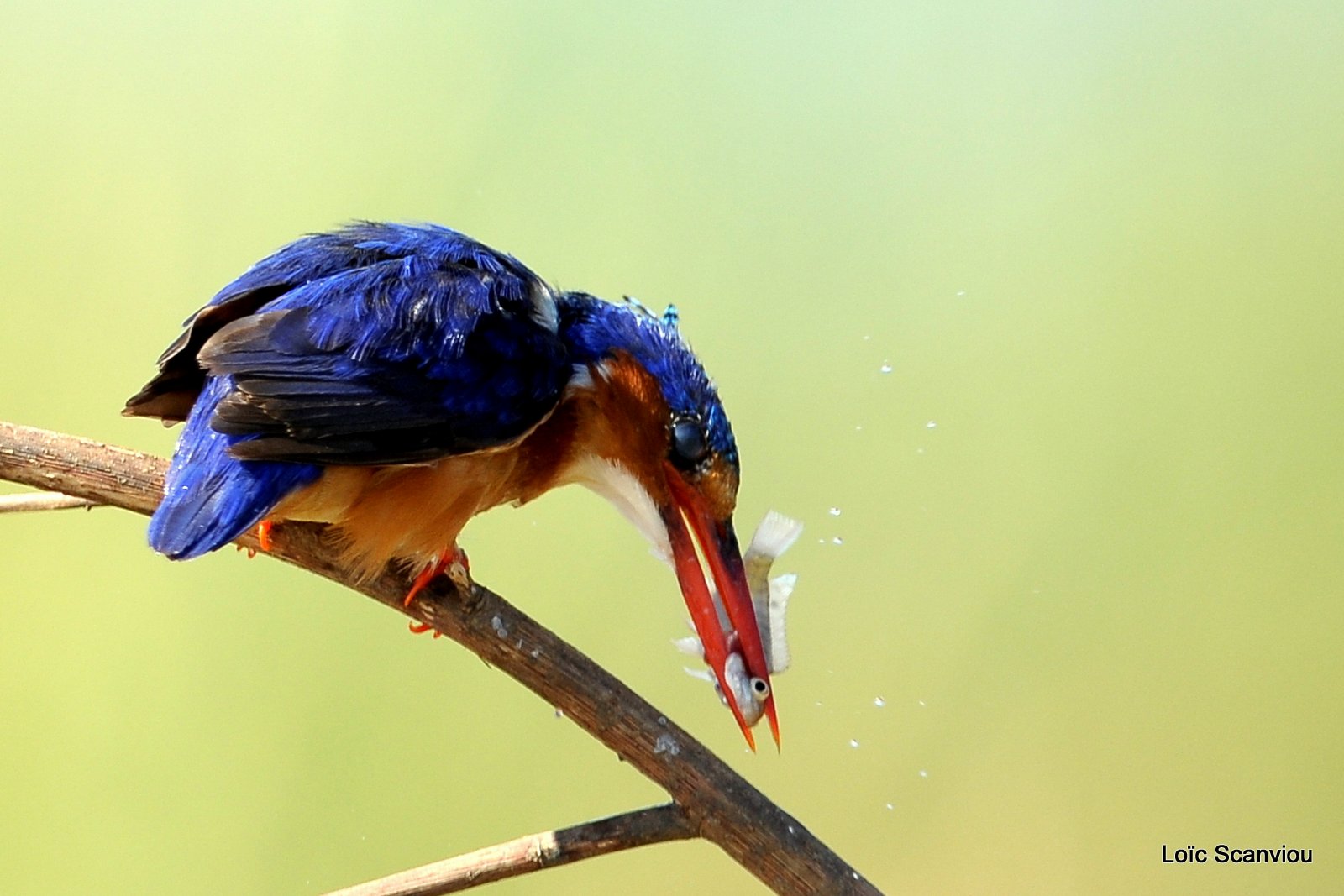 Martin-pêcheur huppé/Malachite Kingfisher (10)