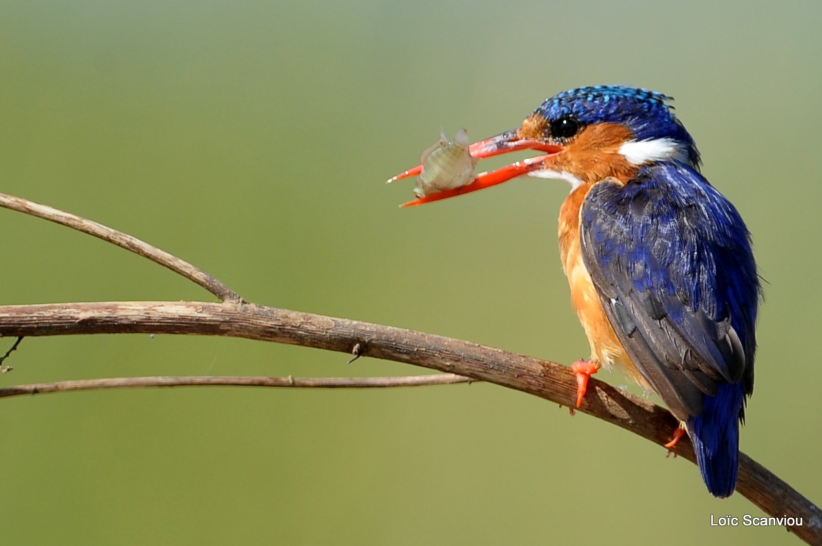 Martin-pêcheur huppé/Malachite Kingfisher (11)