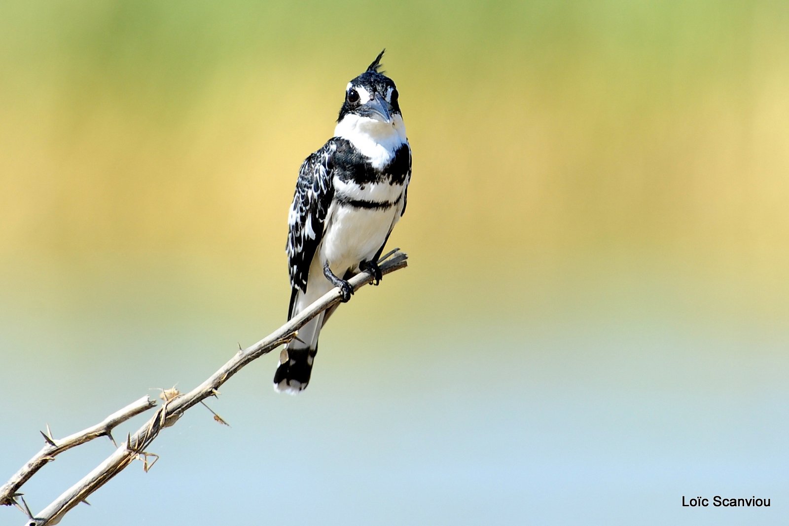 Martin-pêcheur pie/Pied Kingfisher (11)