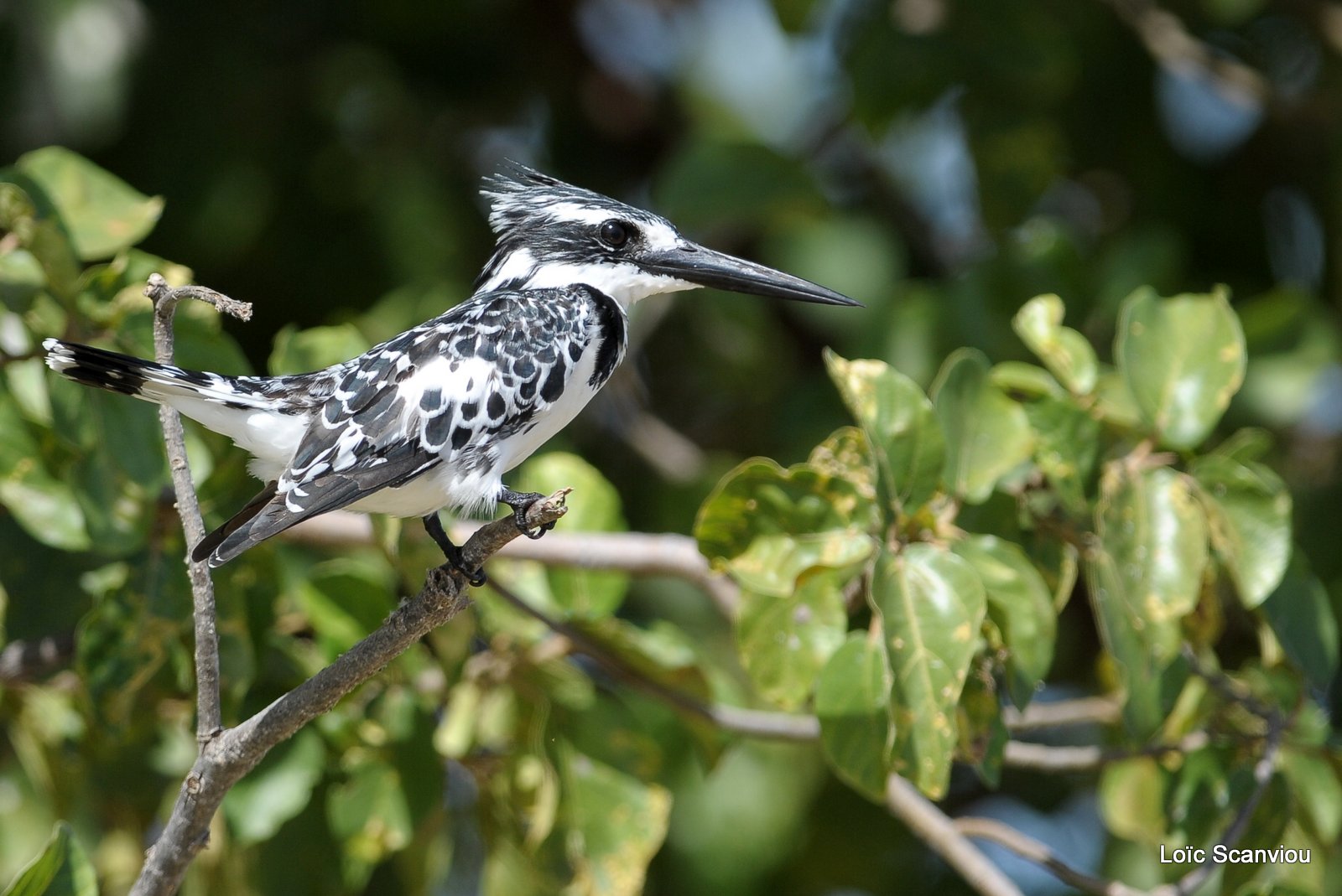 Martin-pêcheur pie/Pied Kingfisher (12)