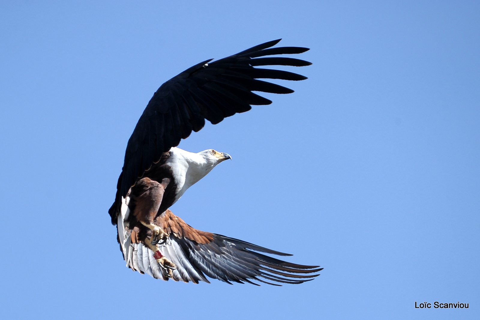 Aigle vocifère/African Fish Eagle (35)