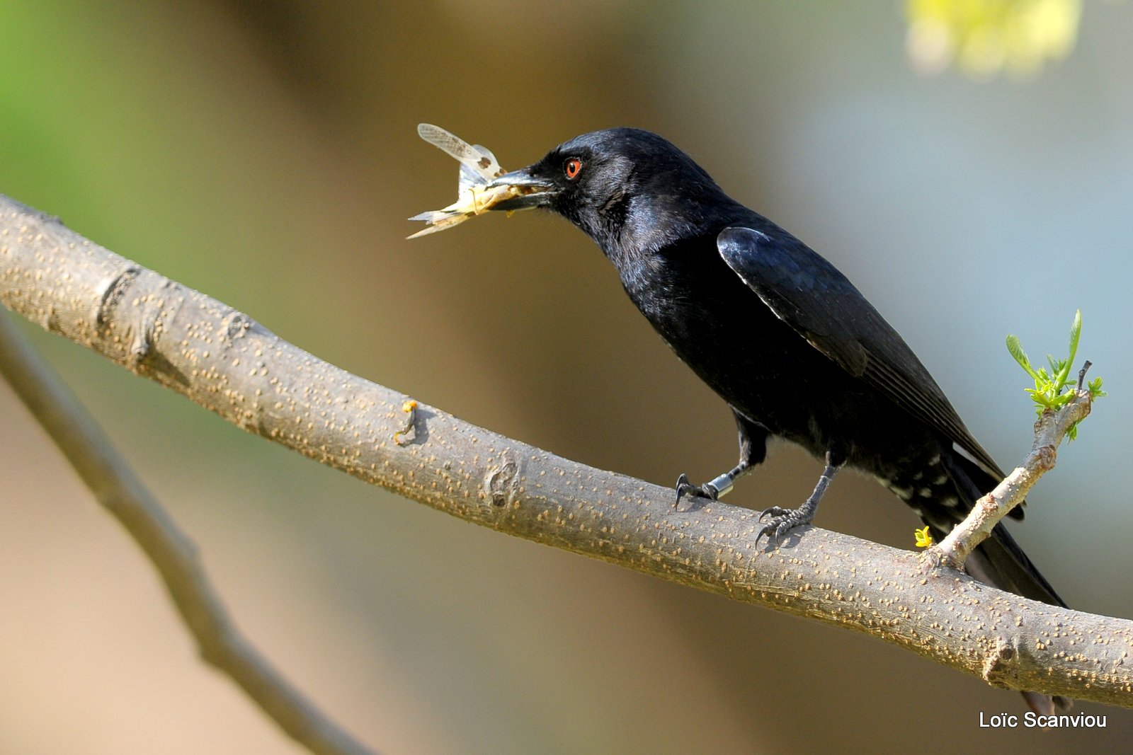 Drongo brillant/Fork-tailed Drongo (1)