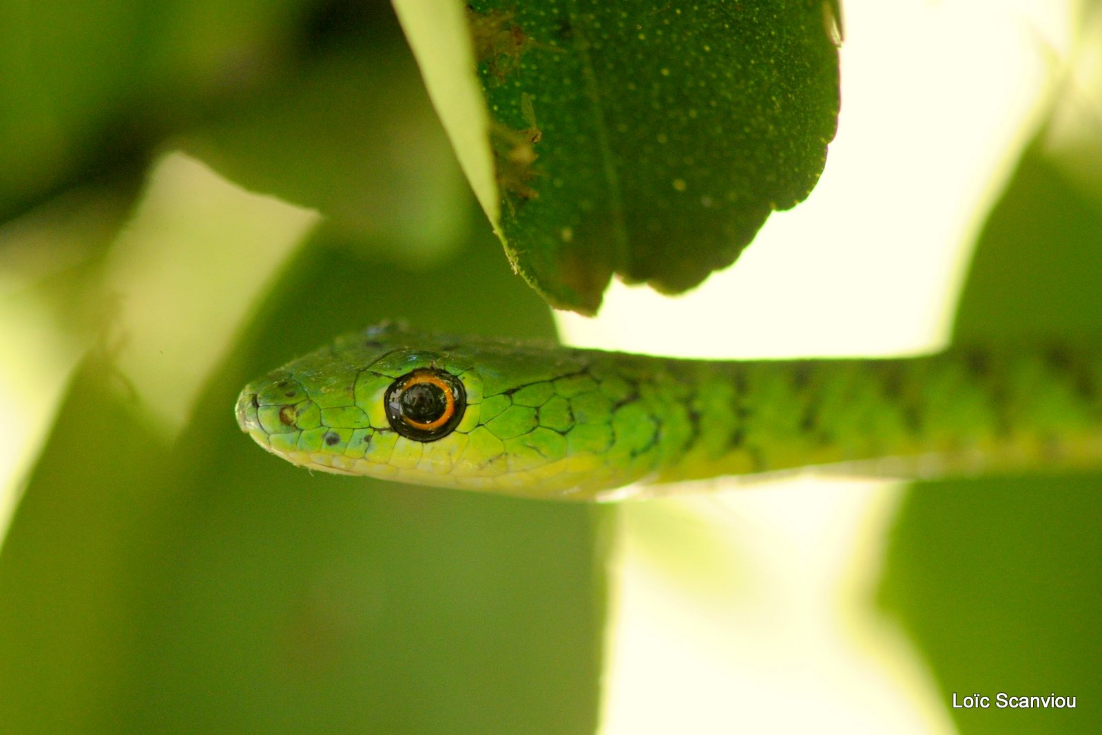 Serpent/Snake (2)