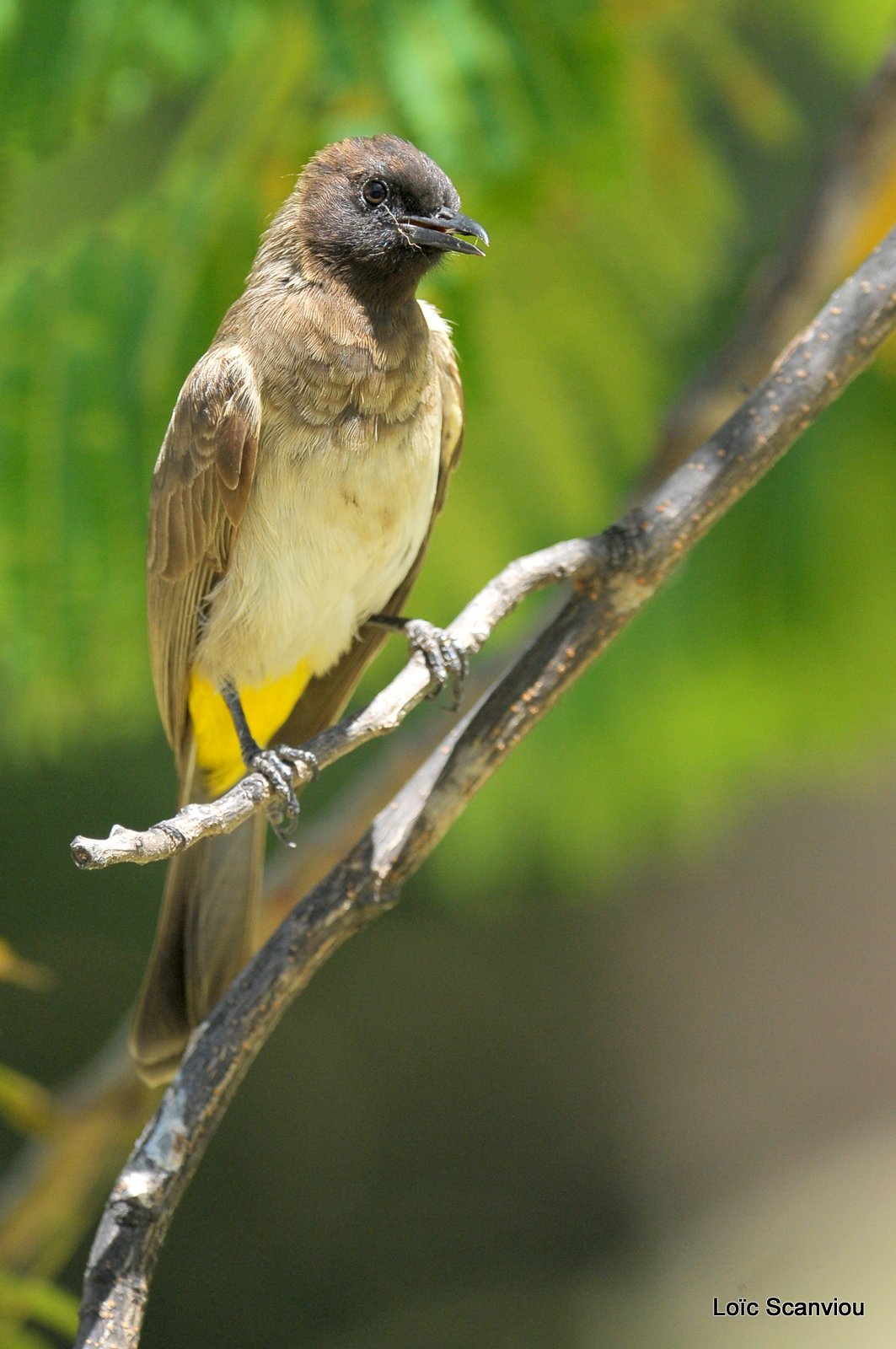 Lac Baringo 2012 (77)