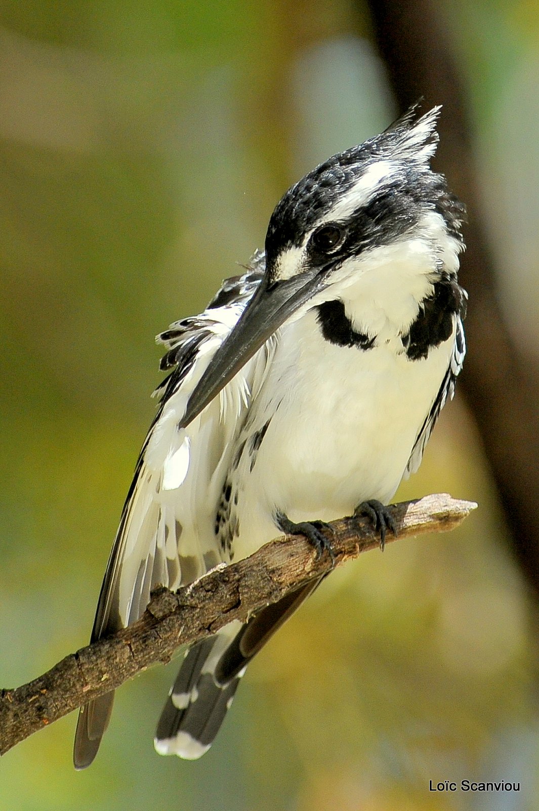 Martin-pêcheur pie/Pied Kingfisher (16)