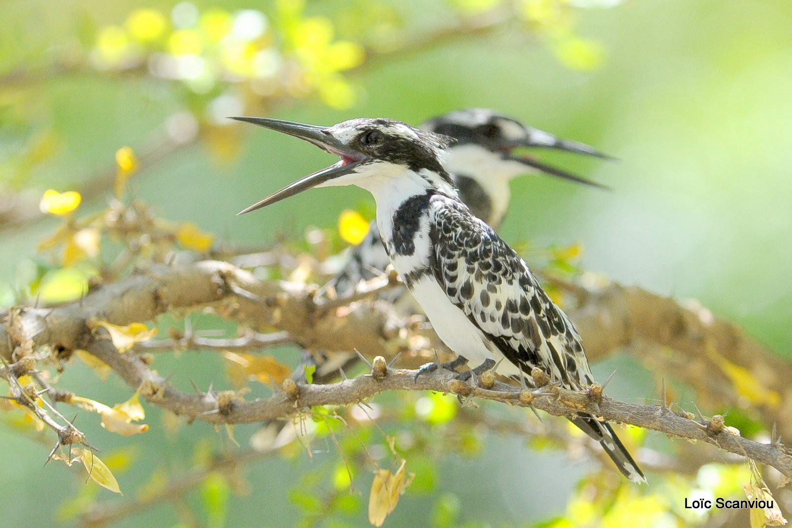 Martin-pêcheur pie/Pied Kingfisher (18)