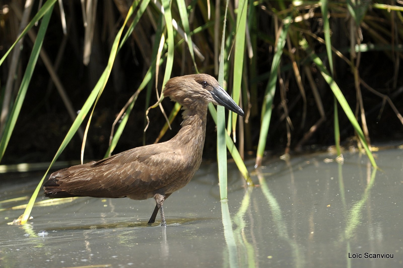 Ombrette/Hamerkop (2)
