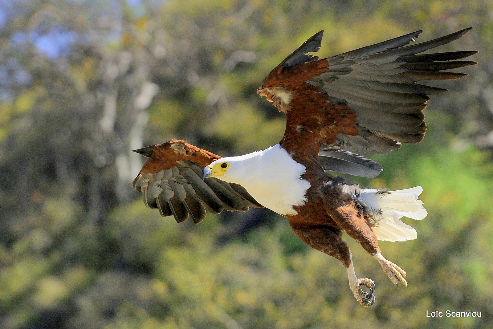 Aigle vocifère/African Fish Eagle (10)