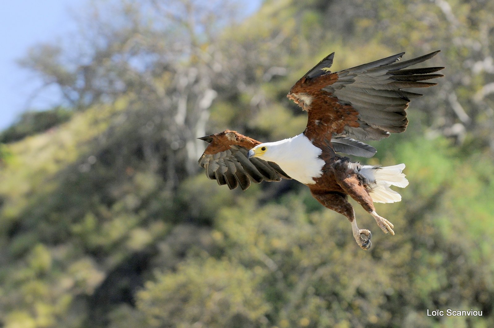 Aigle vocifère/African Fish Eagle (11)