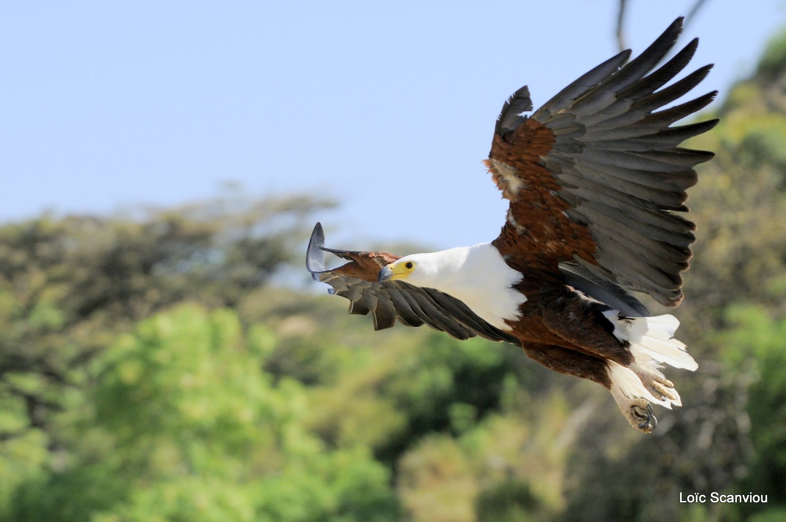 Aigle vocifère/African Fish Eagle (12)