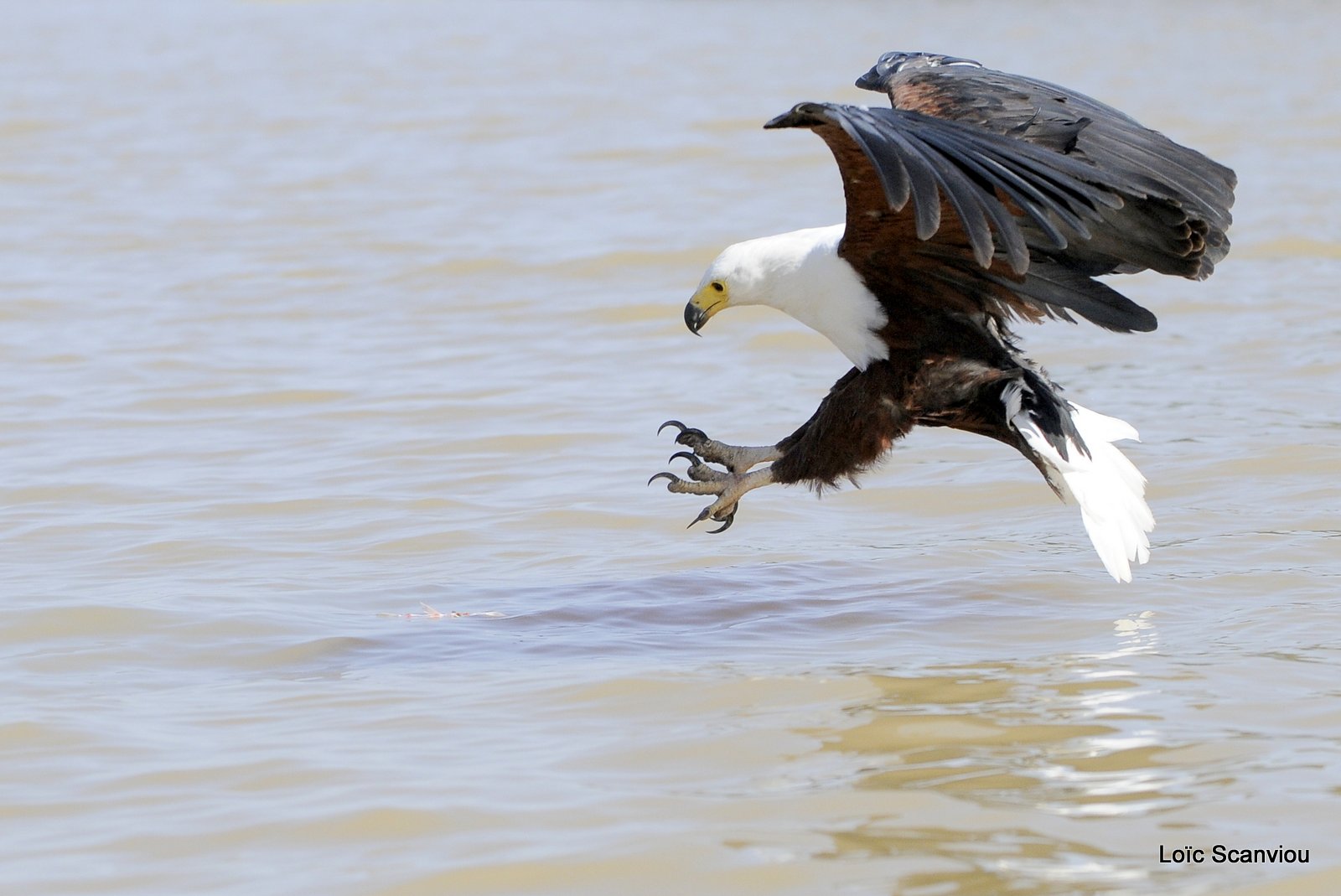Aigle vocifère/African Fish Eagle (13)