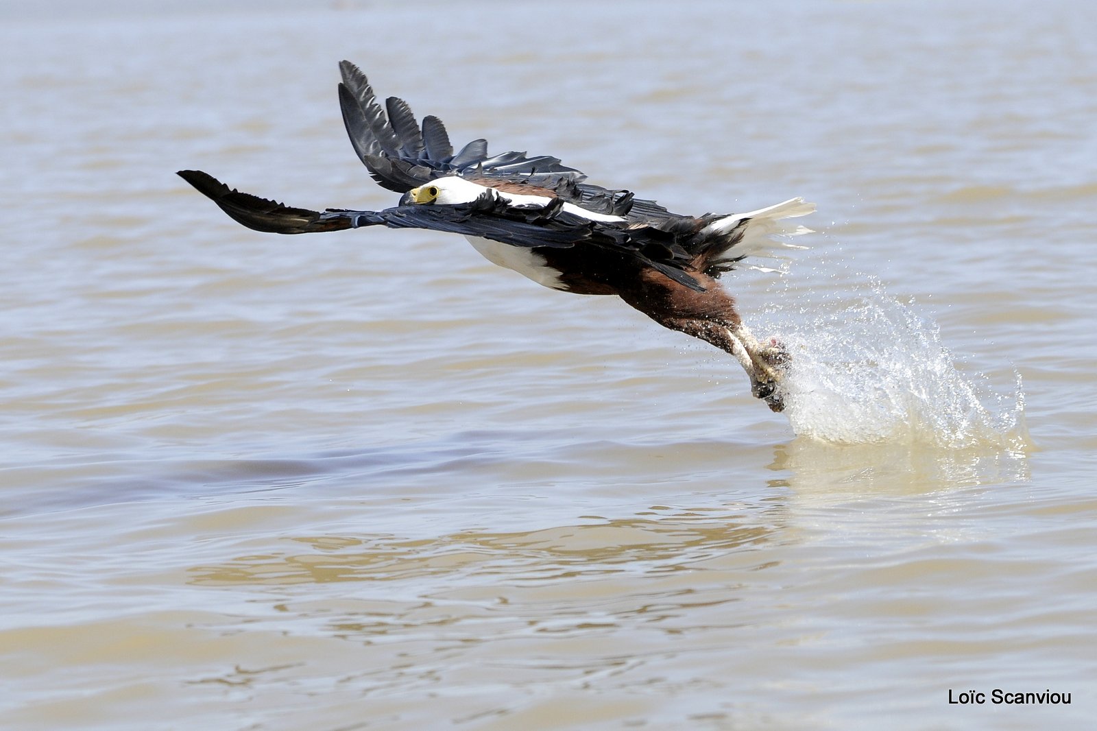 Aigle vocifère/African Fish Eagle (14)