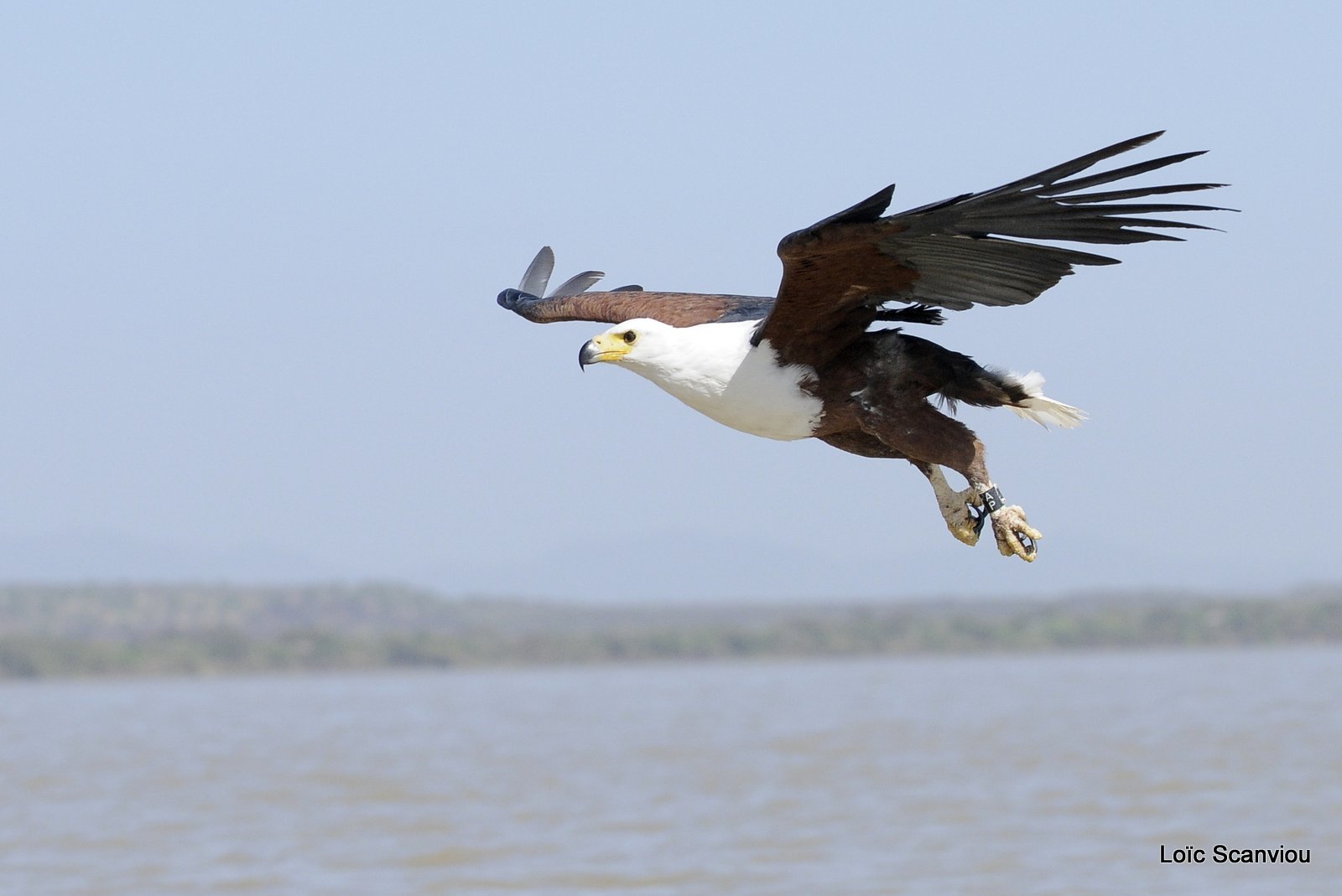 Aigle vocifère/African Fish Eagle (16)