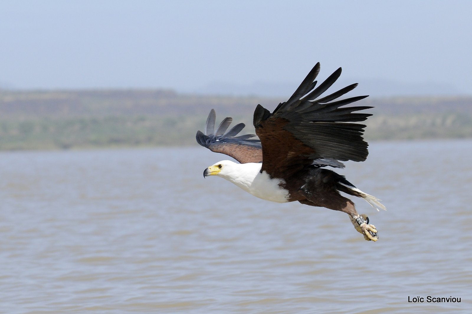 Aigle vocifère/African Fish Eagle (17)