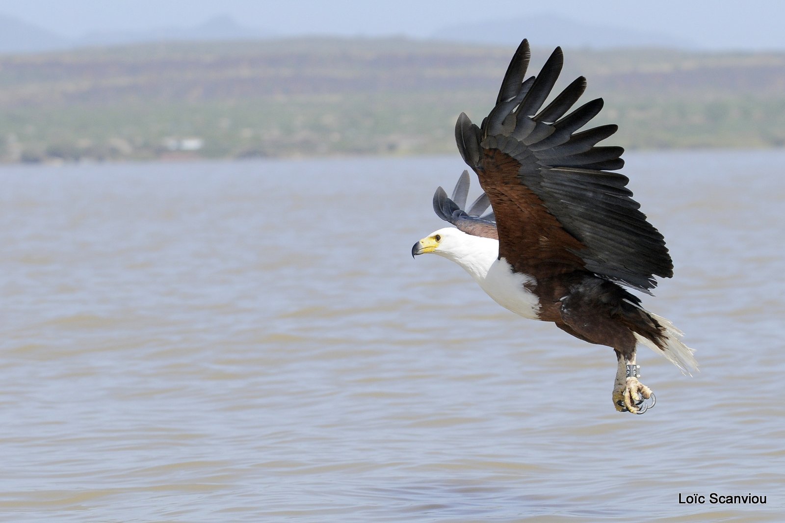 Aigle vocifère/African Fish Eagle (18)