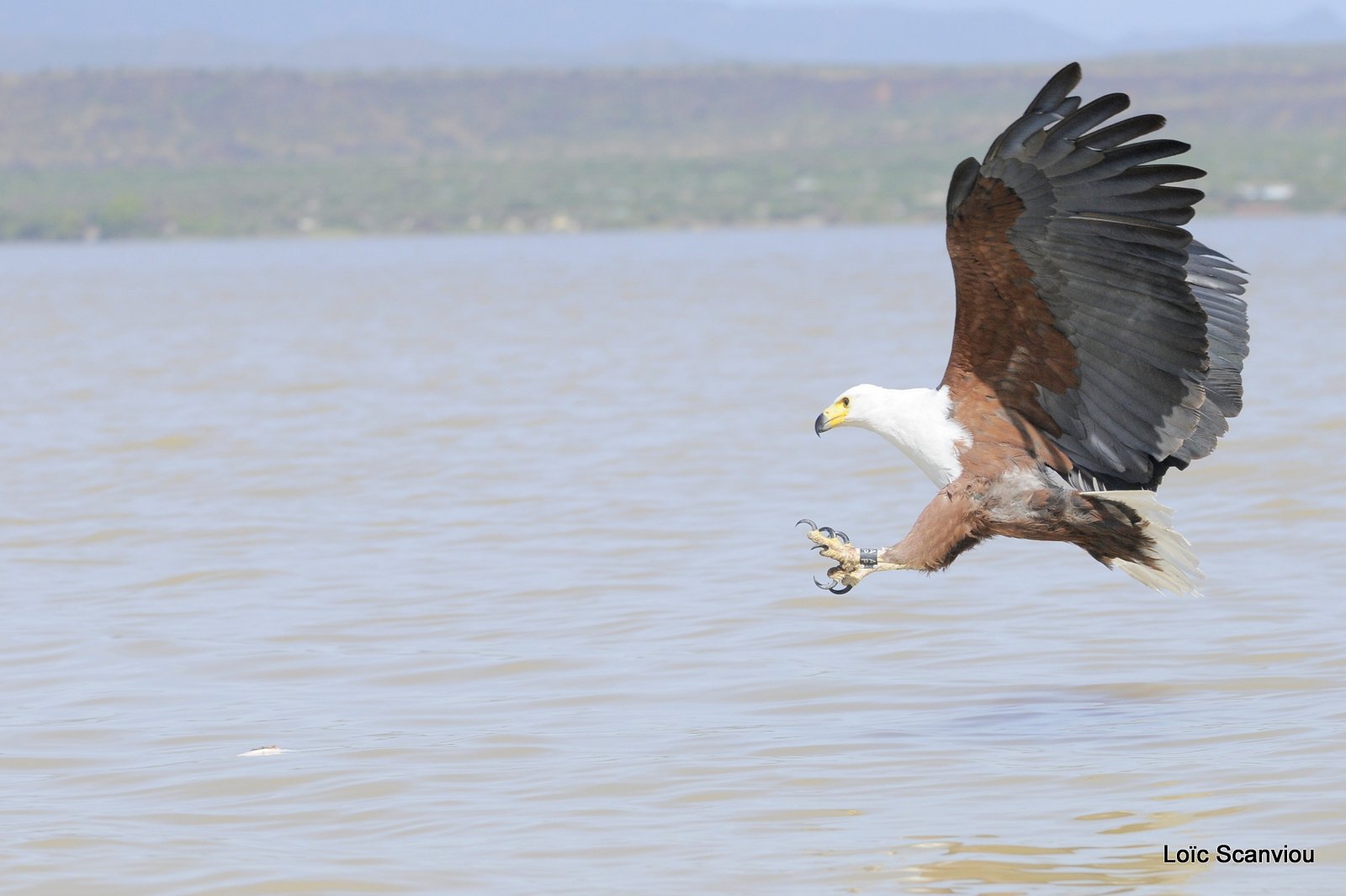 Aigle vocifère/African Fish Eagle (19)