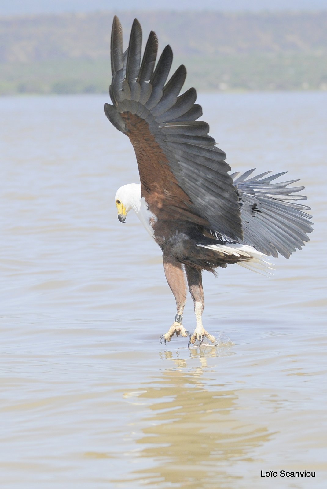 Aigle vocifère/African Fish Eagle (20)