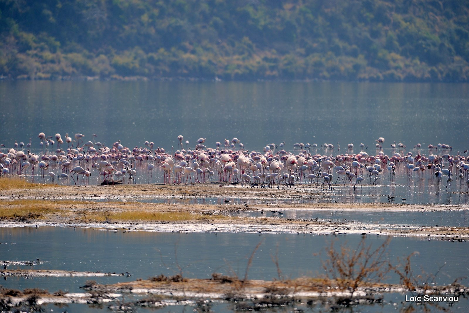 Lac Bogoria 2012 (1)