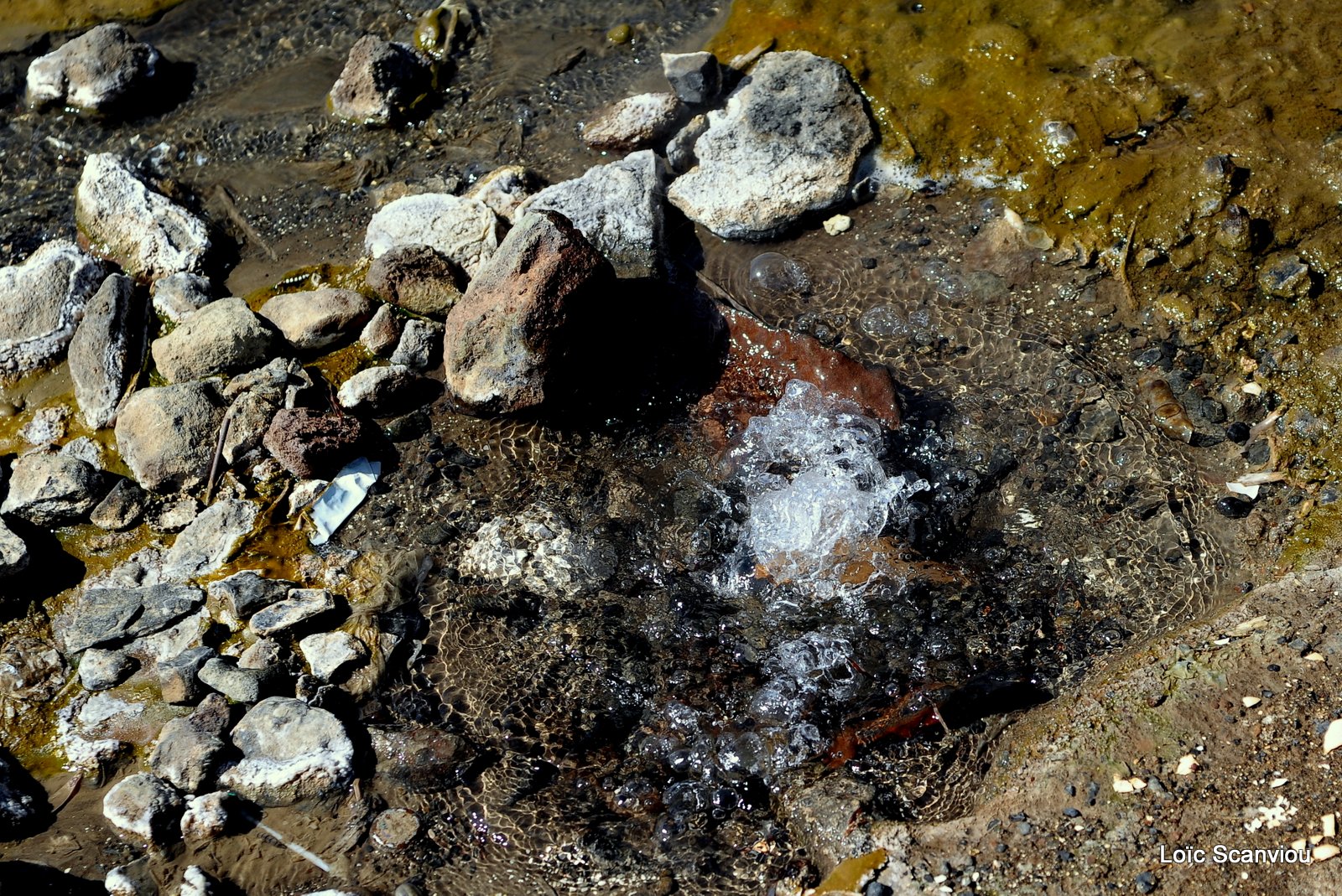 Lac Bogoria 2012 (12)