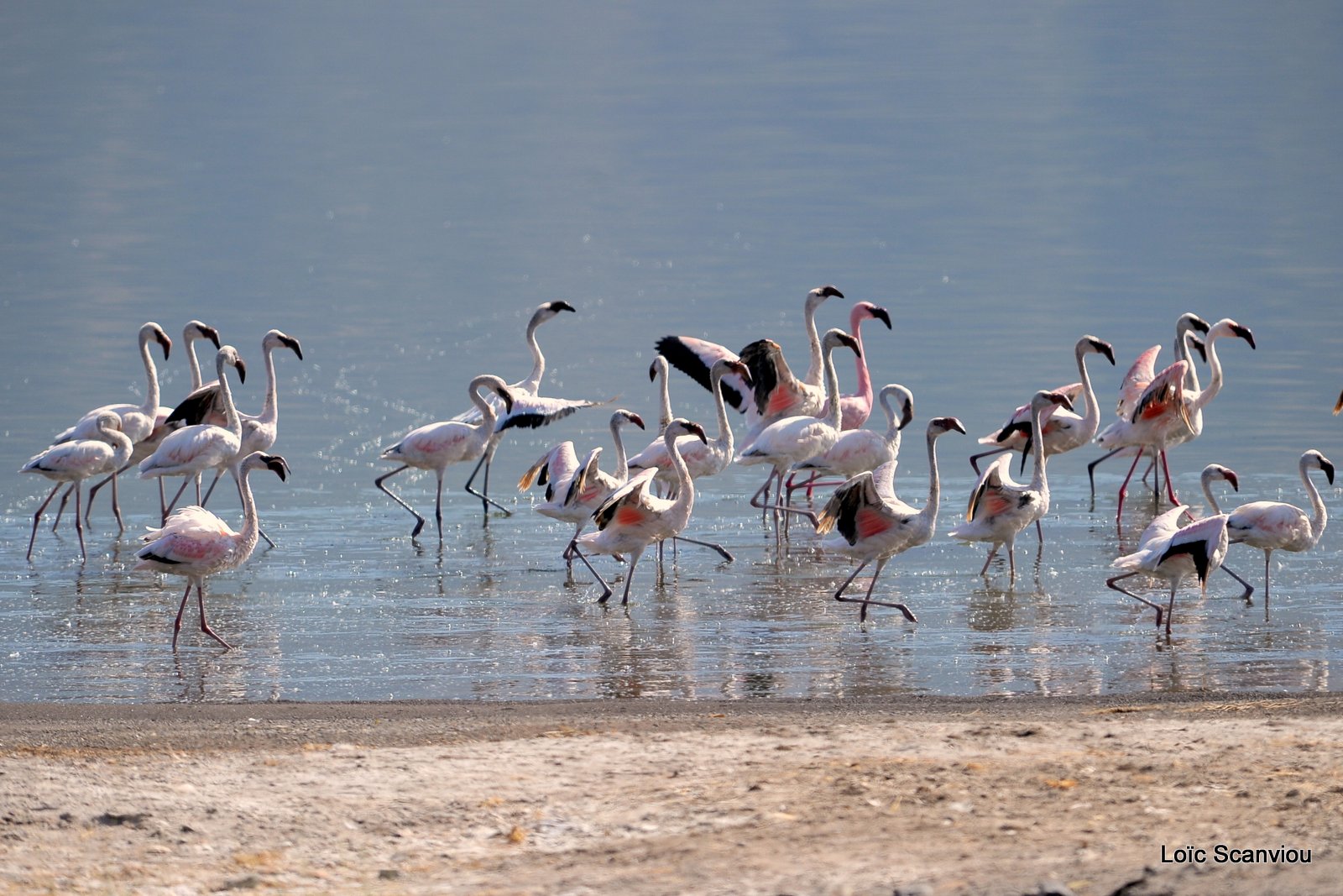 Lac Bogoria 2012 (3)