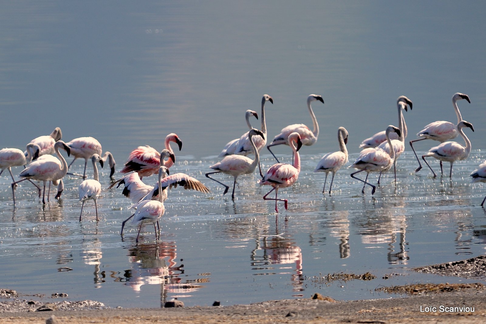 Lac Bogoria 2012 (4)