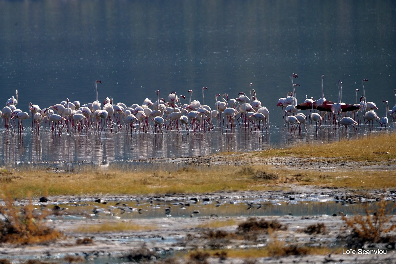 Lac Bogoria 2012 (6)