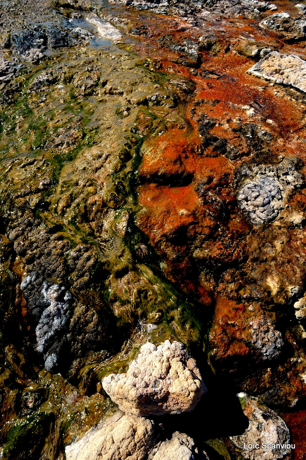 Lac Bogoria 2012 (7)