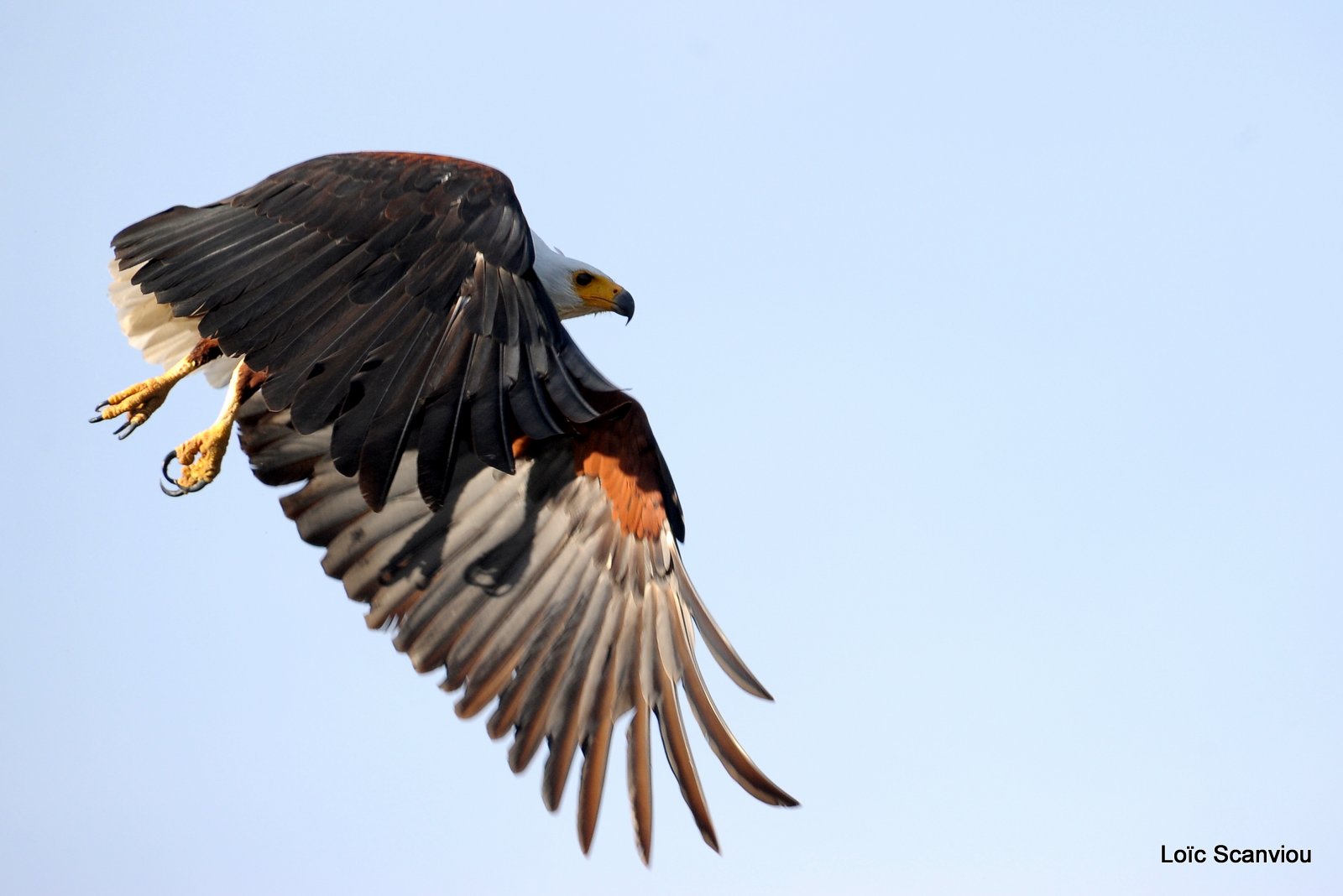 Aigle vocifère/African Fish Eagle (1)