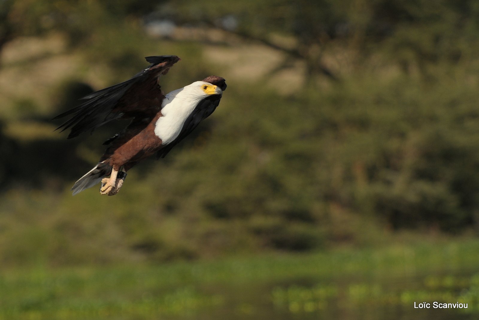 Aigle vocifère/African Fish Eagle (4)