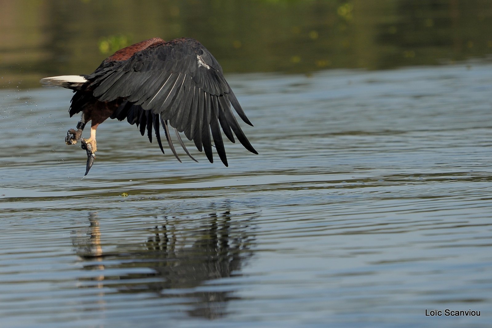 Aigle vocifère/African Fish Eagle (6)