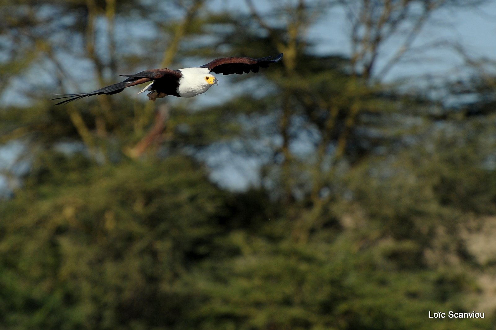 Aigle vocifère/African Fish Eagle (7)