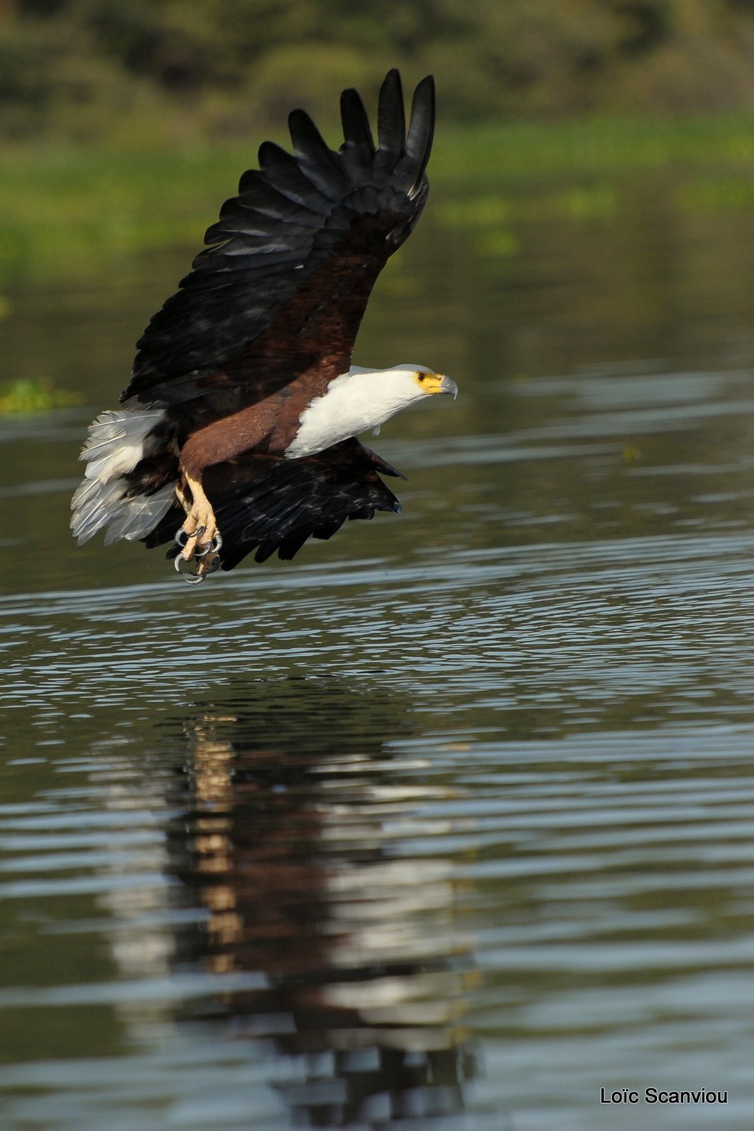 Aigle vocifère/African Fish Eagle (8)