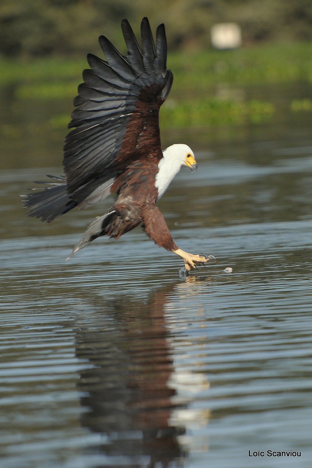 Aigle vocifère/African Fish Eagle (10)