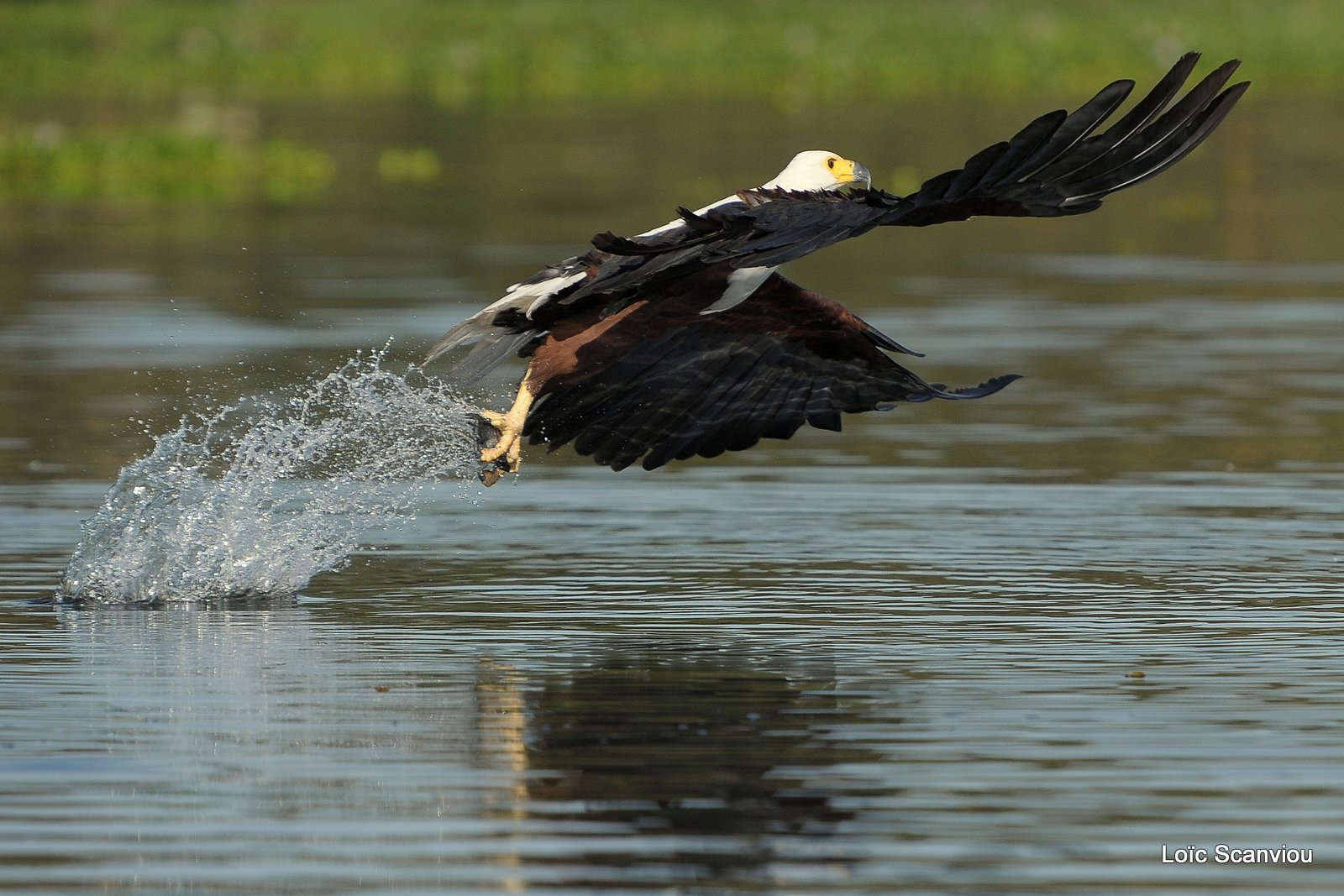 Aigle vocifère/African Fish Eagle (11)