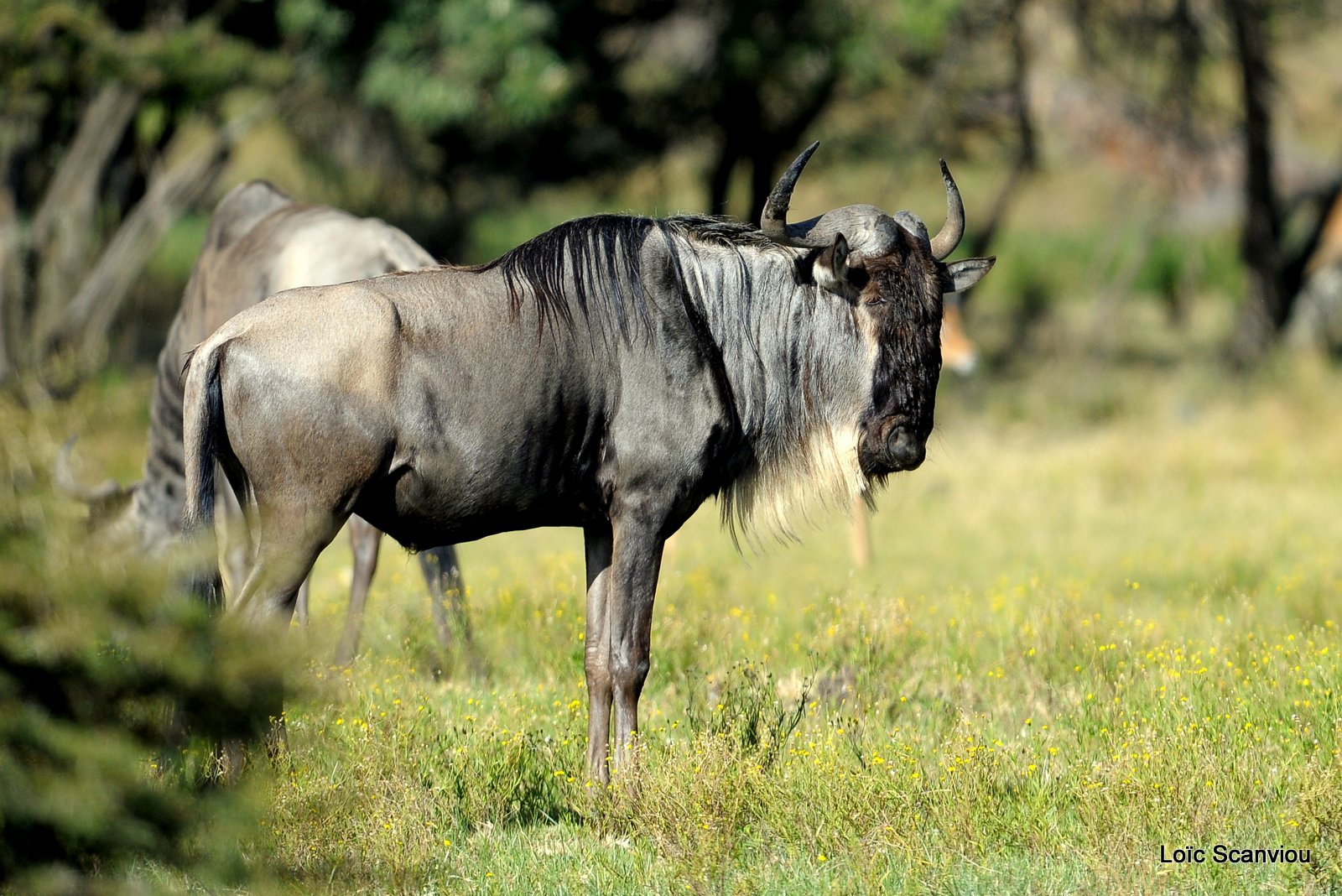 Gnou/Wildebeest (1)
