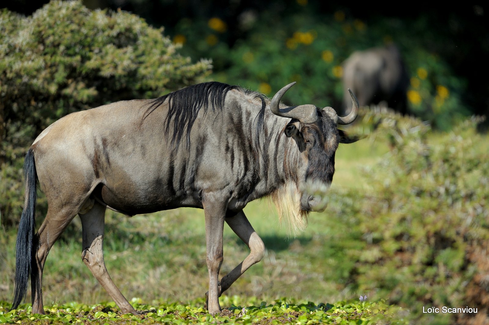 Gnou/Wildebeest (2)