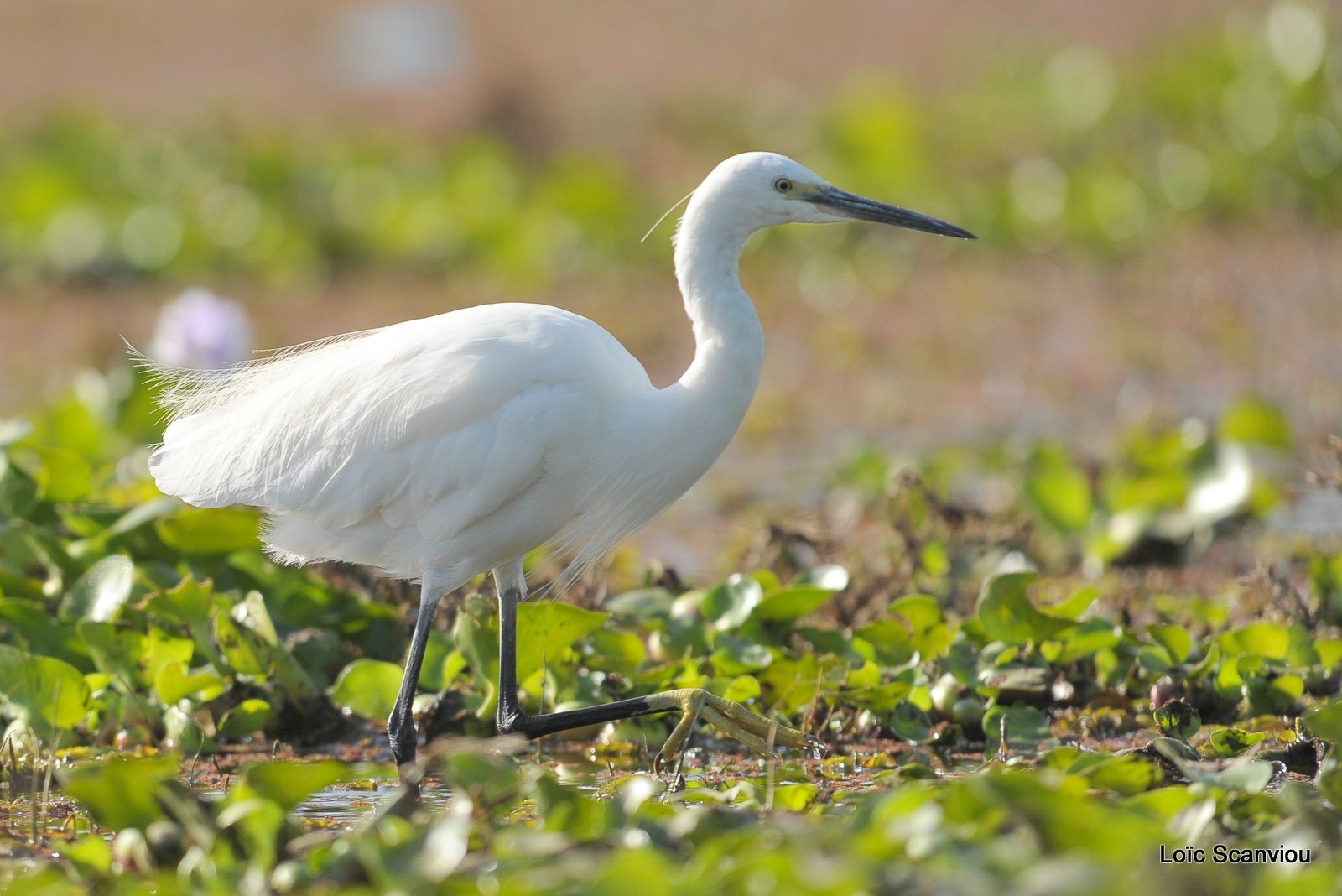 Aigrette/Egret (1)