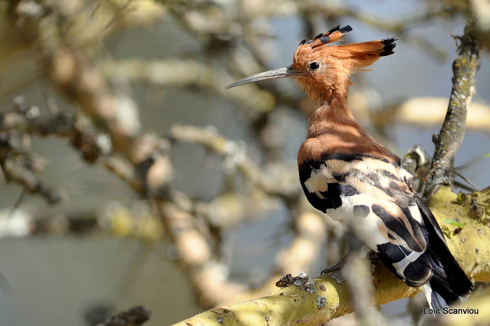 Huppe fasciée/African Hoopoe (1)