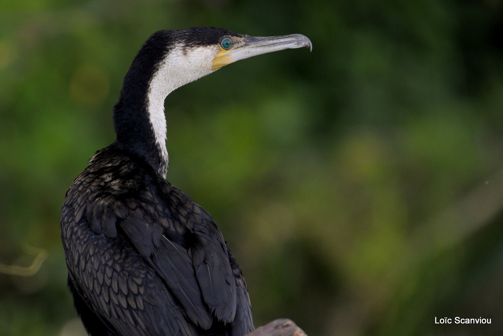 Cormoran/Cormorant (1)
