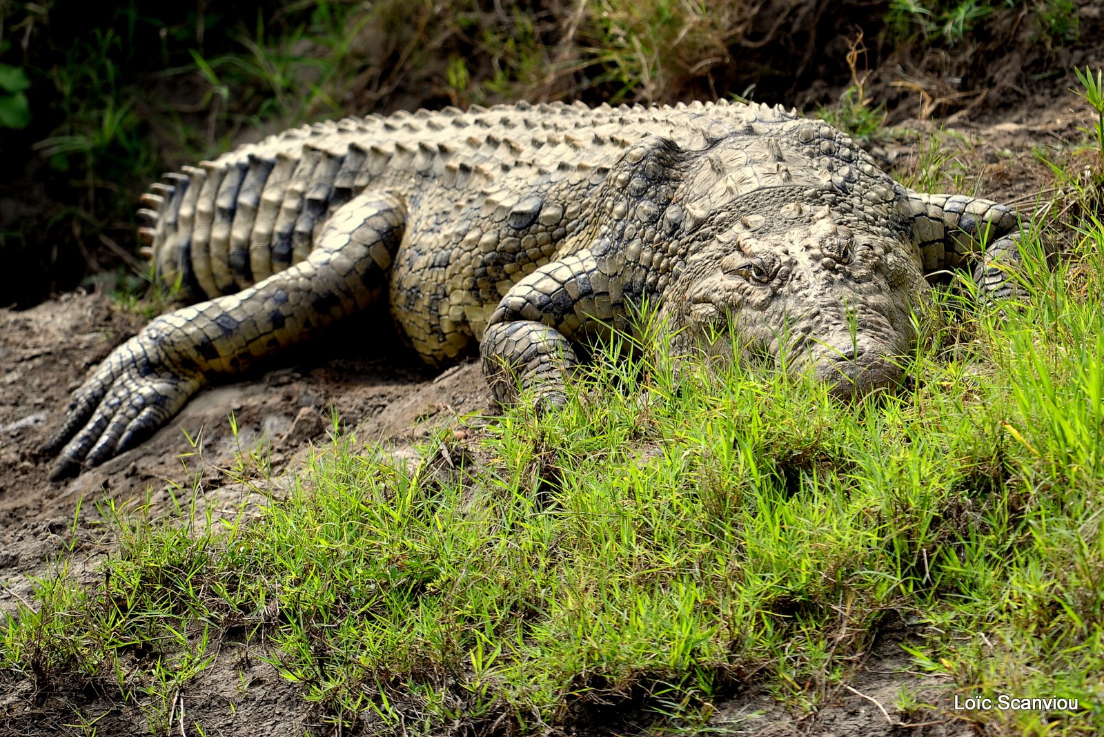Crocodile (1)