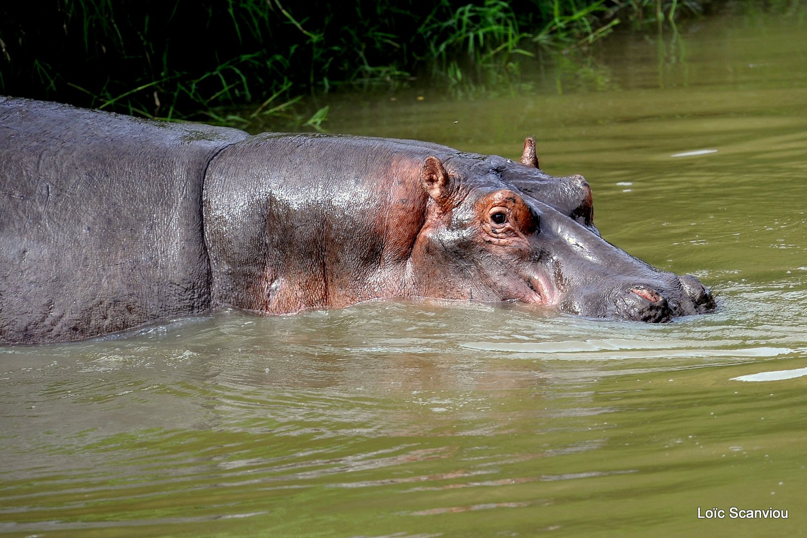 Hippopotame/Hippopotamus (1)