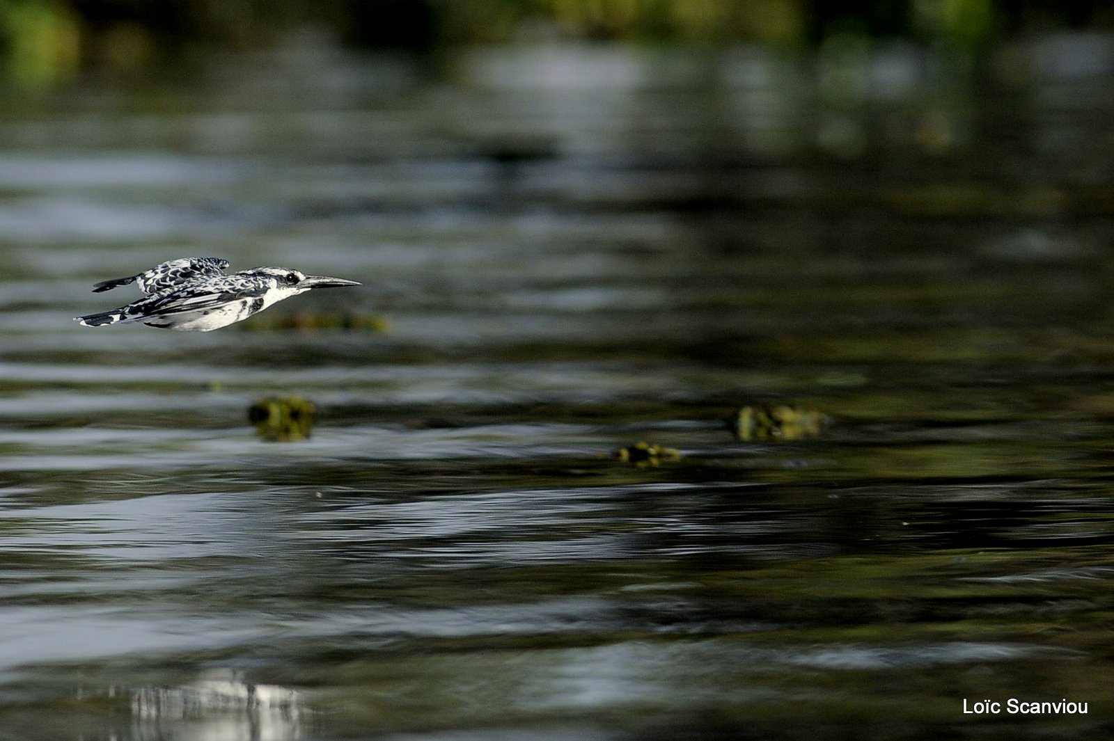 Martin-pêcheur pie/Pied Kingfisher (1)