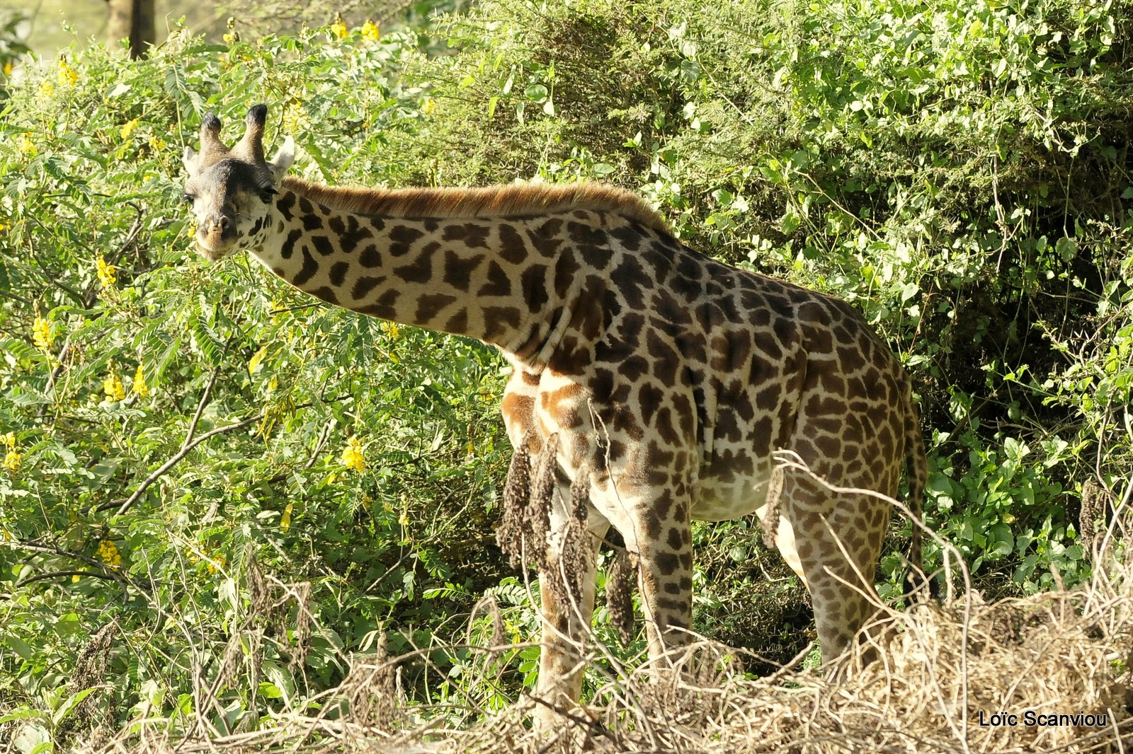 Girafe/Giraffe (1)